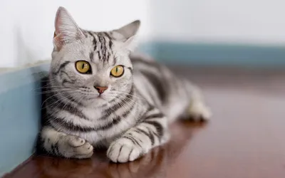 Скачать обои Американская короткошерстная, серая кошка, домашняя кошка, желтые глаза, домашние животные, кошки, Американская короткошерстная кошка для монитора с разрешением 2880x1800. Высококачественные обои HD картинки картинки