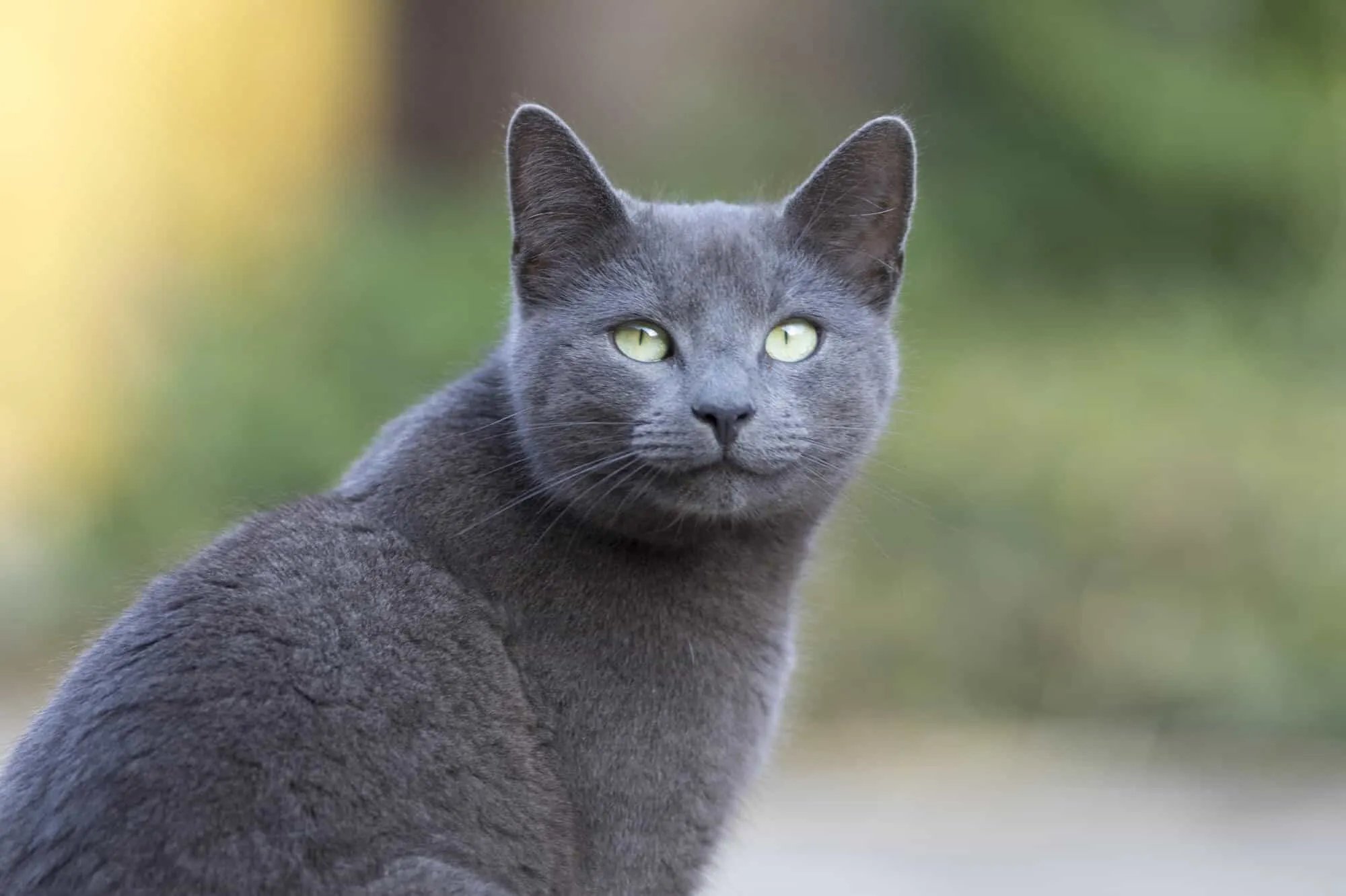Русская голубая кошка для аллергиков