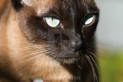 Seal Mink Tonkinese cat - Лицензия, скачать или распечатать за £10.00 | Фотографии | Пикфер картинки