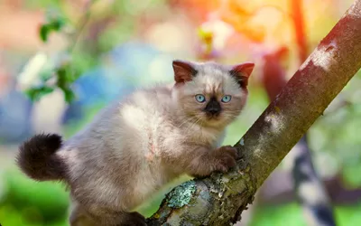 Скачать обои Balinese Cat, 4k, котенок, коты, cute animals, pets, cute cat, балинезийцы для монитора с разрешением 3840x2400. Высококачественные обои HD картинки картинки