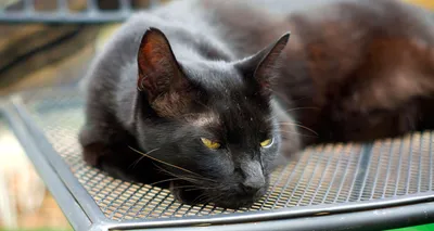 5 вещей, которые нужно знать о гаванских коричневых кошках картинки