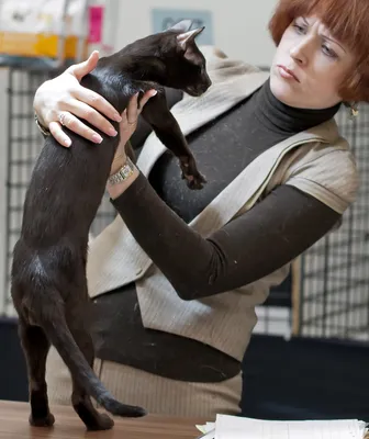 Познакомьтесь с гавана коричневой: редкой очаровательной кошкой - Catster картинки