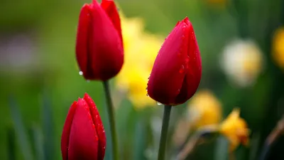 Скачать бесплатно HD-обои Red Tulip Flower Новые HD-обои [1920x1080] для рабочего стола, мобильного и планшета | Исследуйте 61+ красных тюльпанов обои | Розовые обои тюльпана, обои цветка тюльпана, обои тюльпана картинки