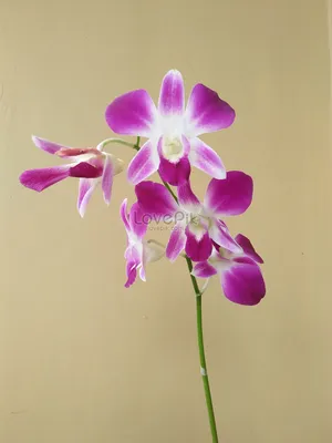 Название цветка орхидеи Phalaenopsis Beautiful Bloom In Farms Growing Orchid In Indonesia Picture And HD Photos | Скачать бесплатно на Lovepik картинки