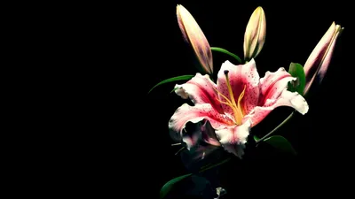 Full HD 1080p Lily Wallpapers HD, Обои для рабочего стола 1920x1080 ... | Лили обои, Цветы картинки обои, Цветы черный фон картинки