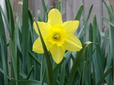 Файл:Daffodil-flower.jpg — Викисклад картинки