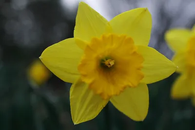 Файл:Daffodil-Flower ForestWander.JPG — Wikimedia Commons картинки