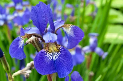 Бесплатно скачать Iris Flower Wallpaper Full Desktop Backgrounds [1300x855] для рабочего стола, мобильного и планшета | Исследуйте 47+ цветов ириса обои | Цветочный Фон, Цветочные Обои, Ирис Обои картинки