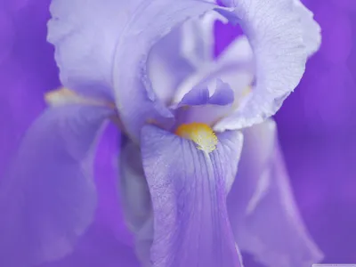 Iris Flower Ultra HD Обои для рабочего стола для 4K UHD TV: Широкоэкранный \ u0026 UltraWide Desktop \ u0026 Ноутбук: Планшет: Смартфон картинки