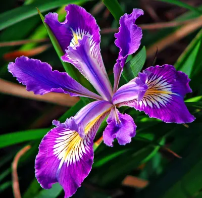 Бесплатно скачать Hd Wallpapers Iris Flower 1600 X 1200 175 Kb Jpeg HD Wallpapers [1024x1003] для рабочего стола, мобильного и планшета | Исследуйте 47+ цветов ириса обои | Цветочный Фон, Цветочные Обои, Ирис Обои картинки