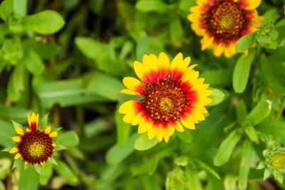 Gaillardia Pulchella хризантема цветок растение фотография карта лепестки Фон и изображение для бесплатной загрузки - Pngtree картинки