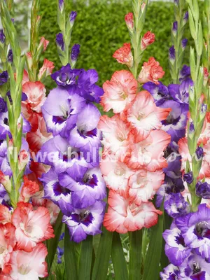 GLADIOLUS TUTTI FRUTTI – это смесь 7 разных гладиолусов! картинки