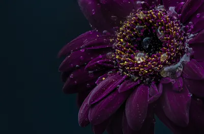 Цветок герберы обои 4K, Purple Flower, Dark, Flowers, #1660 картинки