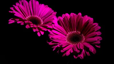 Gerbera Daisy Wallpaper 4K, Purple Flowers, Flowers, #2855 картинки