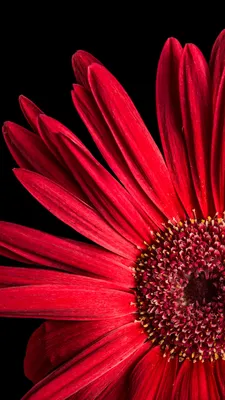 Gerbera Daisy Wallpaper 4K, Красные цветы, Цветы, #5486 картинки