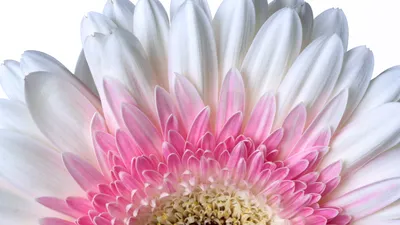 Gerbera Daisy Wallpaper 4K, Цветок ромашки, Цветы, #1326 картинки