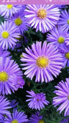 Aster Flower Wallpaper:Amazon.ca:Appstore для Android картинки