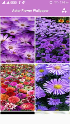 Aster Flower Wallpaper:Amazon.ca:Appstore для Android картинки