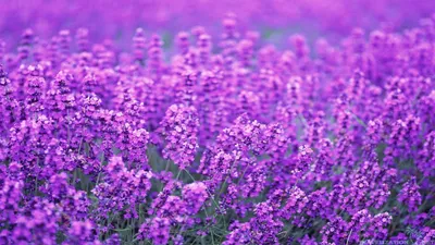 Скачать бесплатно HD-изображение Lovely Lavender Flower Wallpaper Live HD [1920x1080] для рабочего стола, мобильного телефона и планшета | Исследуйте 67+ обоев с цветком лаванды | Обои цвета лаванды, обои лаванды, фон лаванды картинки