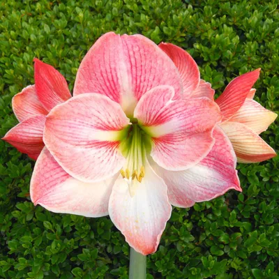 Розовые и белые луковицы амариллиса на продажу | Amaryllis Apple Blossom – луковицы, которые легко выращивать картинки