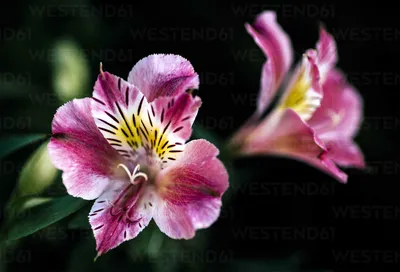 Деталь садового цветка, Alstroemeria aurea стоковое фото картинки