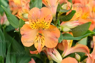 Image Перуанская лилия (Alstroemeria Mathilde) - 473218 - Изображения растений и садов - botanikfoto картинки