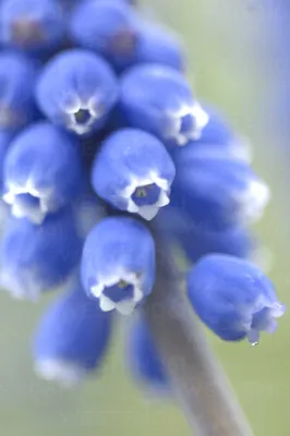 Цветок виноградного гиацинта (Muscari armeniacum), крупный план стоковое фото картинки