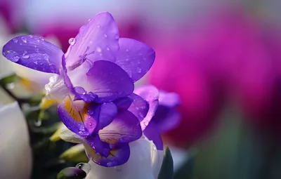 Обои цветок, вода, капли, природа, flower, nature, water, drops, фрезия, нежная, Li Feng, Purple Freesia картинки на рабочий стол, раздел цветы - скачать картинки