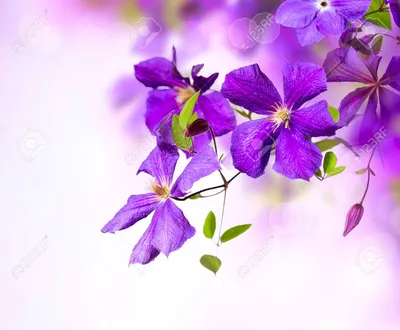 20793545-Clematis-Flower-Violet-Clematis-Flowers-Art-Border-Design-Фото - Sweet Flowers картинки