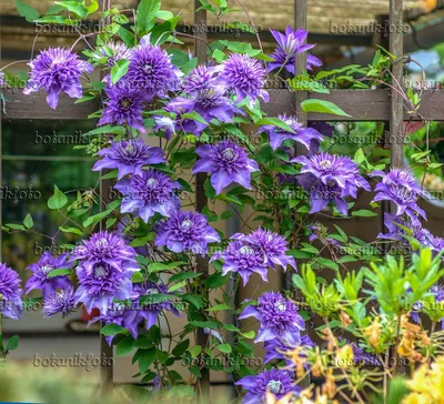 Image Клематисы (Clematis Multi Blue) - 575064 - Изображения растений и садов - botanikfoto картинки