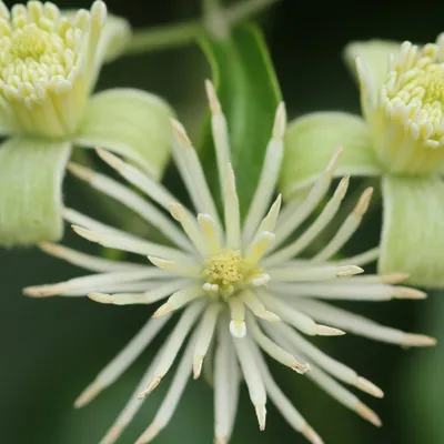 Clematis Flower Essence ~ идеи в жизнь | Цветочные эссенции Саскии картинки