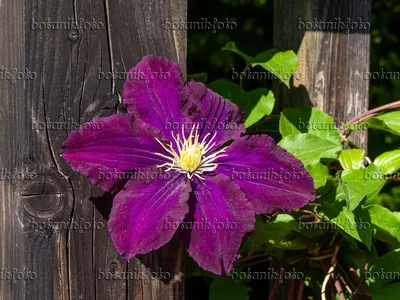 Image Clematis (Clematis Warszawska Nike) - 460133 - Изображения растений и садов - botanikfoto картинки