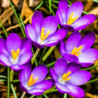 Фиолетовые луковицы Crocus Vernus для продажи онлайн | Цветочный рекорд - луковицы, которые легко выращивать картинки