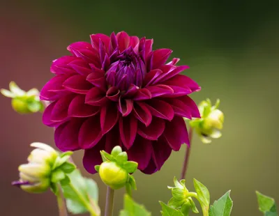 Purple Cluster Petaled Flower Wallpaper, Dahlia, Red, Longwood Gardens - Wallpaperforu картинки