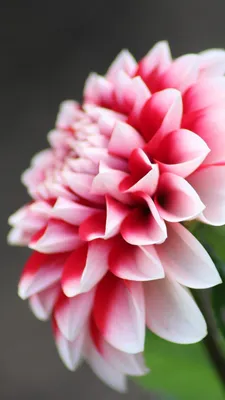 Dahlia Flower Wallpaper - iPhone, Android \ u0026 Обои для рабочего стола картинки