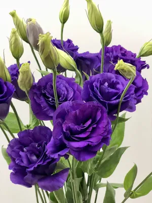 Ankam Lisianthus Blue Импортные семена цветов для домашнего садоводства Пакет из 20 семян от Ankam: Amazon.in: Garden & Outdoors картинки