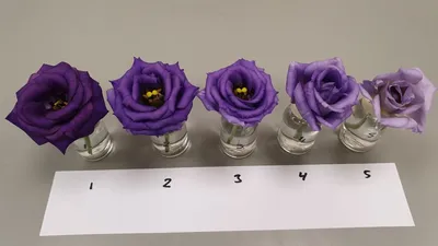 Эффекты цветочного корма FloraLife Lisianthus - скоропортящиеся новости картинки