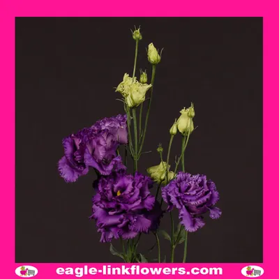 Алисса голубая - Eustoma Lisianthus - Eagle-Link Flowers картинки