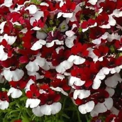 Датский флаг Nemesia Flower Seeds / Strumosa /annual 40 - Etsy Australia картинки