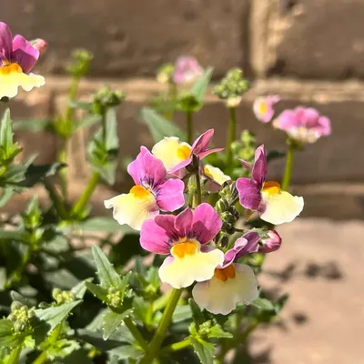 Nemesia foetens 'Cream Surprise' (размер горшка 1 л) - The Boma Garden Center картинки