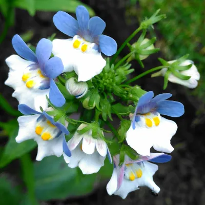 Nemesia strumosa 'Blue Gem', Немезия 'Blue Gem' в энциклопедии растений GardenTags картинки