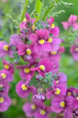 Картинка Nemesia Nuvo Carmine - 487101 - Изображения растений и садов - botanikfoto картинки