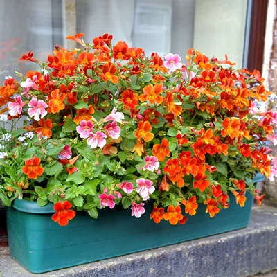 Amazon.com : Outsidepride Nemesia Orange Prince Garden Flower & u0026 Контейнерное растение - 5000 семян : Цветущие растения : Патио, газон и сад картинки