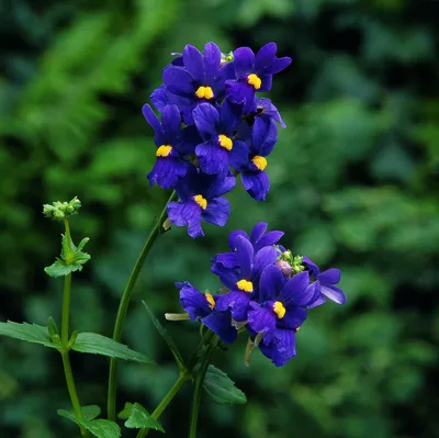 Nemesia Aromatica Royal Blue – Мяч Австралия картинки