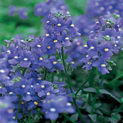 Blue Gem Nemesia Flower Seeds/Strumosa/Annual 50 - Etsy.de картинки