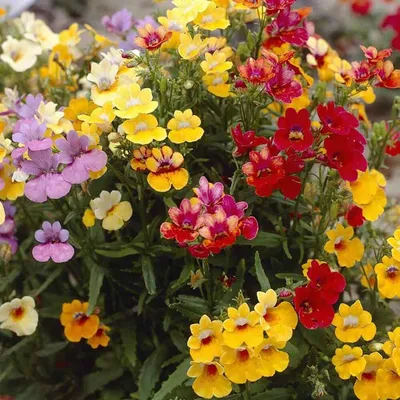 50+ Mix Nemesia Carnival Flower Seeds-Nemesia Strumosa- Nana Compacta – asho8744 картинки