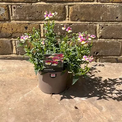 Nemesia foetens 'Cream Surprise' (размер горшка 1 л) - The Boma Garden Center картинки