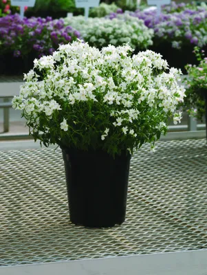 Nemesia Aromatica White – Мяч Австралия картинки