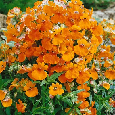 Amazon.com : Outsidepride Nemesia Orange Prince Garden Flower & u0026 Контейнерное растение - 5000 семян : Цветущие растения : Патио, газон и сад картинки