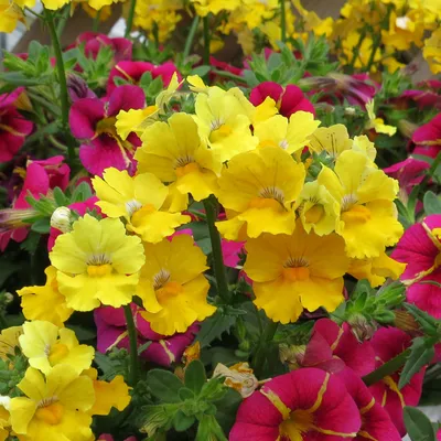 Nemesia SUNSATIA Lemon - купить однолетники Nemesia онлайн картинки